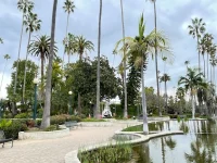 palm trees and pond at Beverly Gardens Park in Beverly Hills