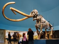 La Brea Tar Pits museum mammoth skeleton exhibit in Los Angeles